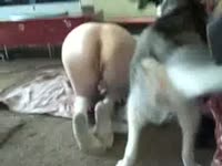 Husky dog fucking a big ass teen beastiality lover